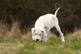 DOGUE ARGENTIN 106